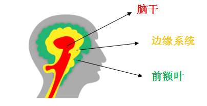 大脑结构示意图