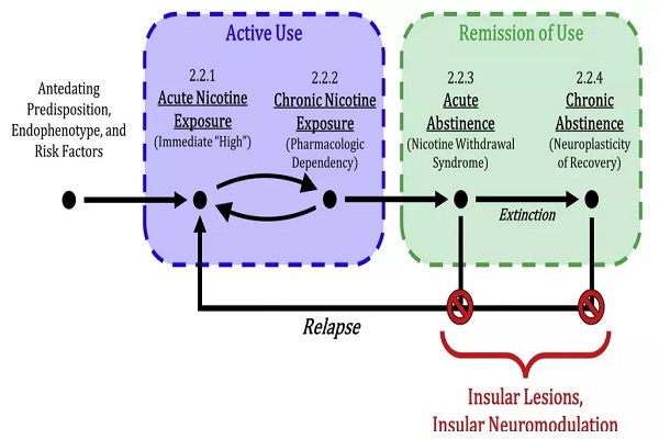 尼古丁依赖的过程图解